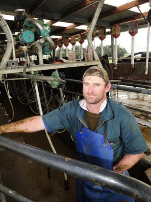 Hamish Jenkins, sharemilker for Taieri dairy farmer James Adam, at work in the milking shed....