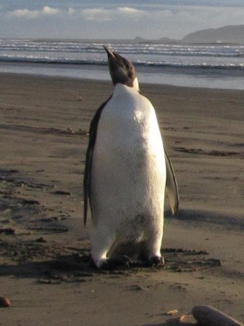 Happy Feet