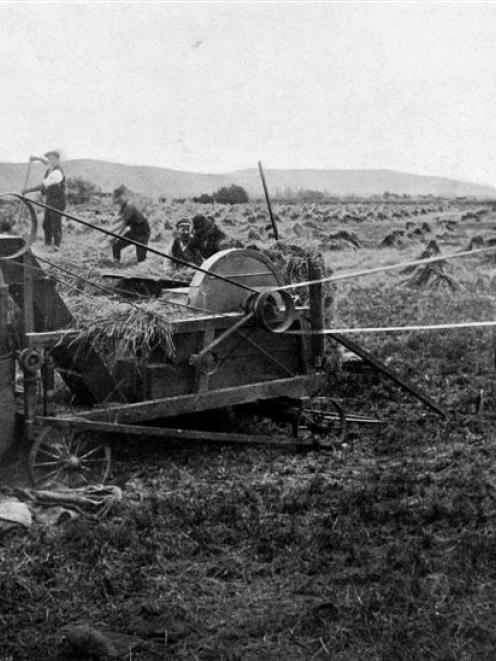 Harvest operations on the Taieri Plain: a scene on M. Doull and Sons' farm at Henley, showing a...