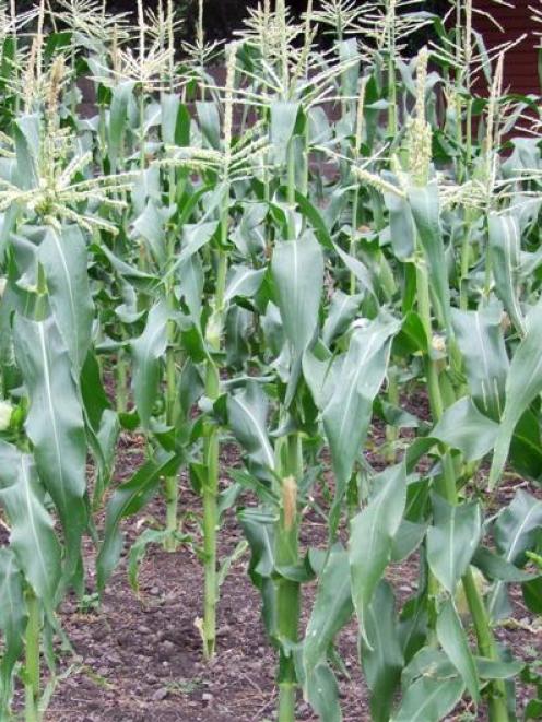 Harvest sweet corn when the kernels are milky. Photo by Gillian Vine.