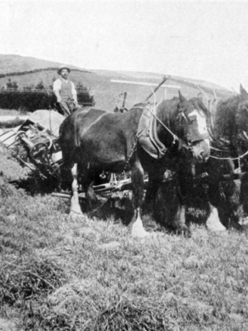 Harvesting oats on Mr Brabyn's farm, Clarendon, Otago. - Otago Witness, 31.3.1915.