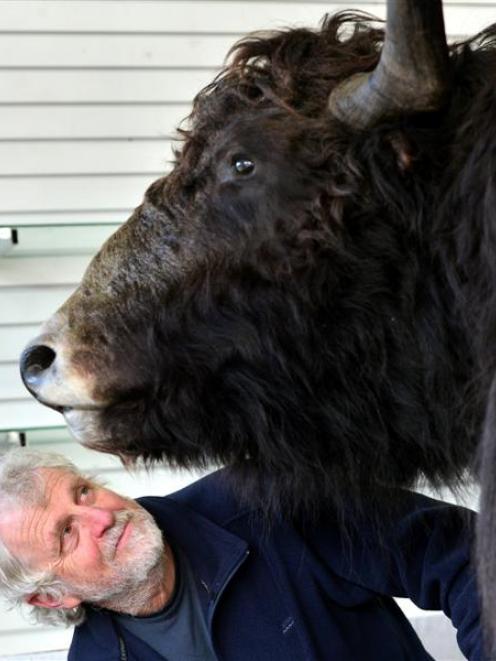 Hayward's Auction House owner Kevin Hayward inspects the giant yak from Eden Hore's farm and...