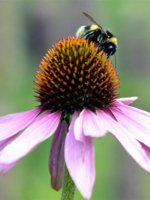 Healing properties aside, Echinacea purpurea makes  a lovely show. Photo by Peter McIntosh.