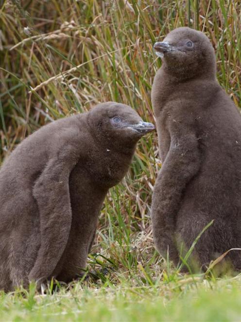 Healthy 6-week-old yellow-eyed penguin chicks last December. Photo by Gerard O'Brien.