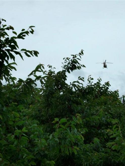 Helicopters were called in to dry  cherry crops in Cromwell (pictured) and other fruit-growing...