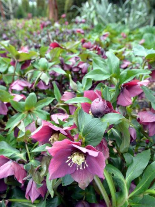 Helleborus "Flash Gordon". Photo by Gerard O'Brien.