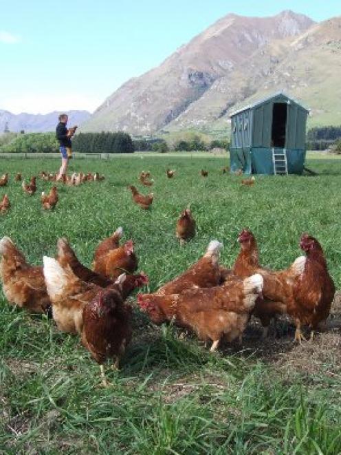 Hens scratch for food on Glendhu Station. Photo by Matthew Haggart.