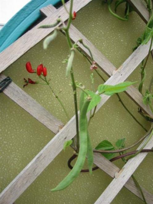 Runner beans can be sown now in a sunny spot. Photo by ODT.