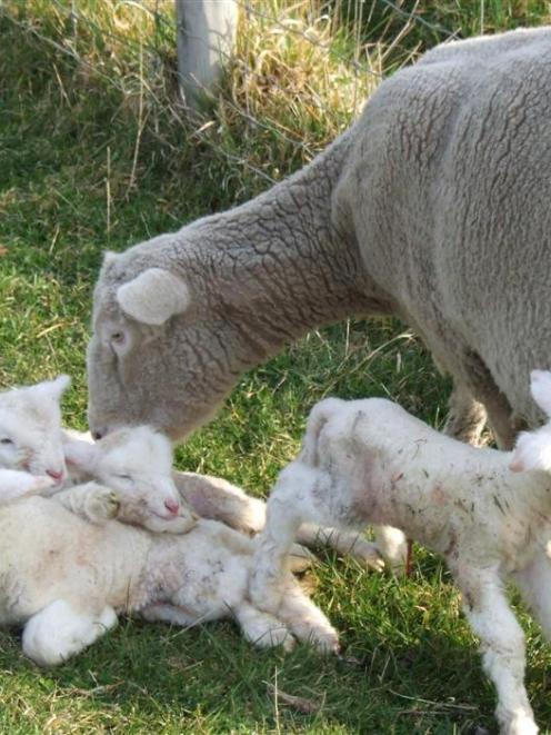 Higher prices for lamb and wool exports in particular underpinned increased gross agricultural...