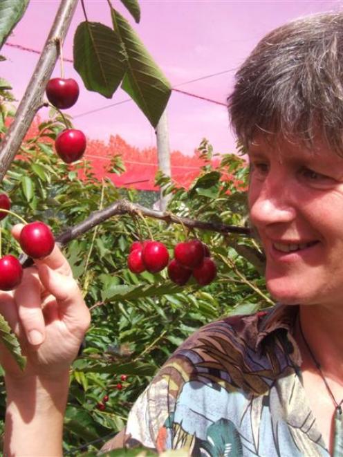 Hilary Chisholm inspects ripening cherries at her Waimate cherry orchard. Photo by Sally Rae.