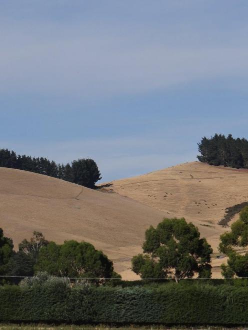 Hills around Hawarden and Waikari, in the Hurunui district, are getting dryer by the day as three...