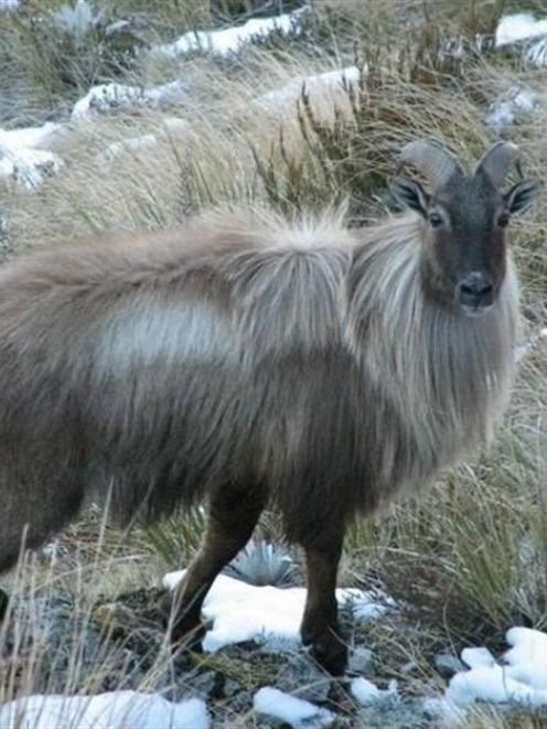 Himalayan tahr, such as this trophy bull in the Otago Hopkins Valley in Otago, are at the centre...