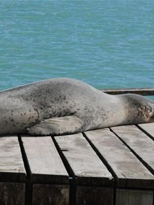 Holidaying . . . A leopard seal suns itself on the slipway at the harbour near Oamaru's Blue...