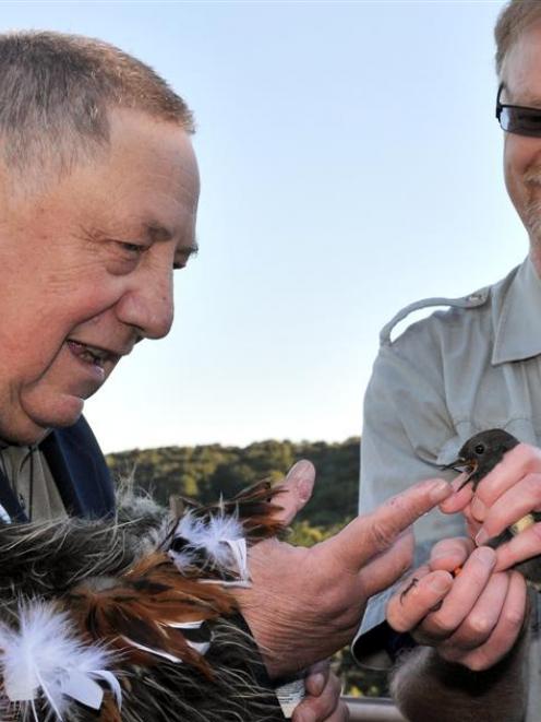 Huirapa Upoko (chief) David Ellison, of Karitane, blesses a robin held by University of Otago...