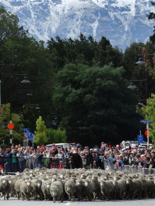 Hundreds of merinos surge down Beach St in central Queenstown yesterday during the Running of the...