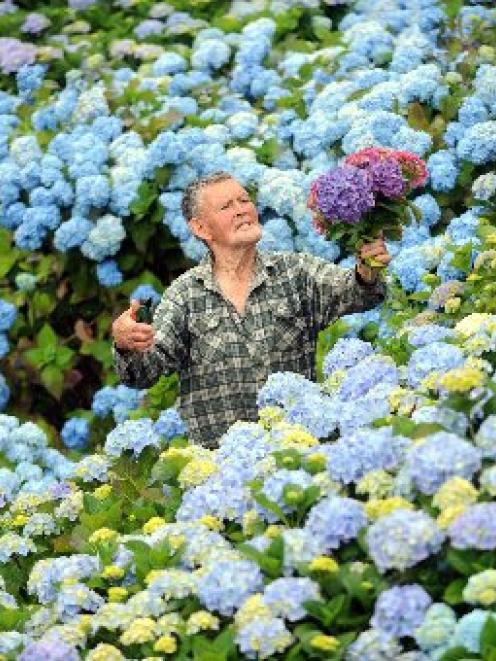 Hydrangea gardener Gerry Boyle is giving away the blooms from his massive flower garden at...