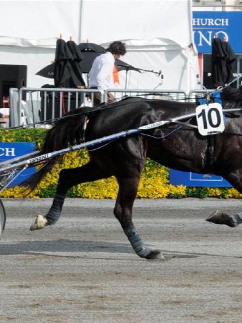 I Can Doosit, who is seeking his 15th win on end at Kaikoura today. Photo by Tayler Strong.