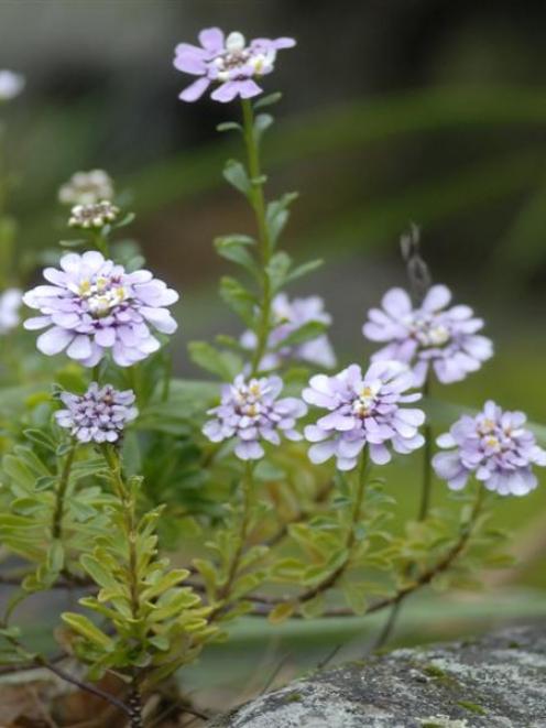 Iberis gibraltarica has distinctive large flower heads. Photo by Gregor Richardson.