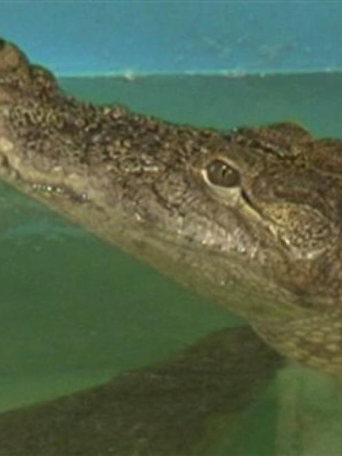 Image from video shows Gena, in her enclosure at an oceanarium in the eastern Ukraine city of...