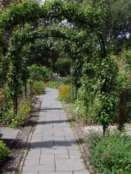In the Curator's House garden at the Christchurch Botanic Gardens, pears are grown over hoops, an...