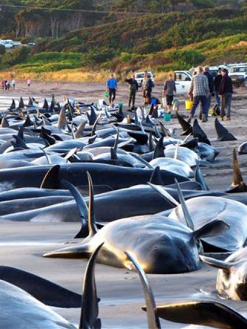 In this photo released by Naracoopa Holiday Cottages, nearly 200 whales and several dolphins are...