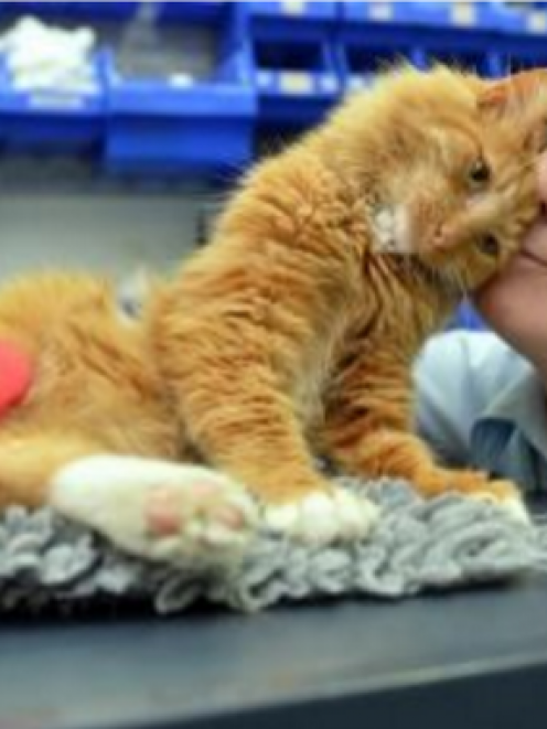 Injured Lazarus snuggles up to Humanimals receptionist Karen Leckie in its South Dunedin clinic...