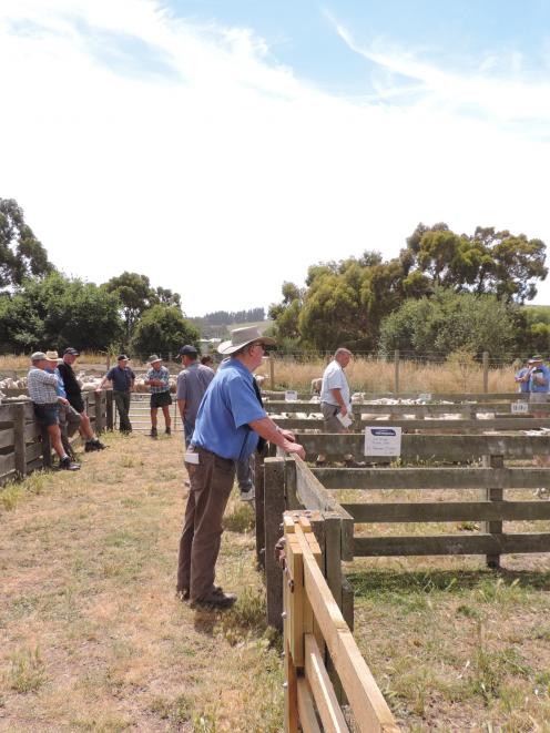 Instead of being crowded as in other years, the Waiareka Saleyards were all but deserted for the...