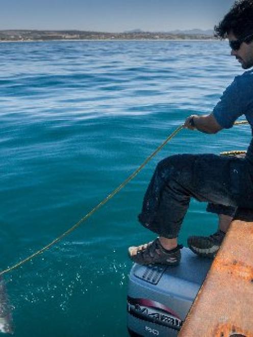 International white shark expert, marine explorer and film-maker Ryan Johnson tags a shark off...