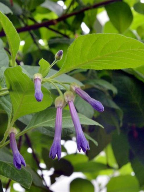 Iochroma grandiflorum continues to impress. Photo by Gerard O'Brien.