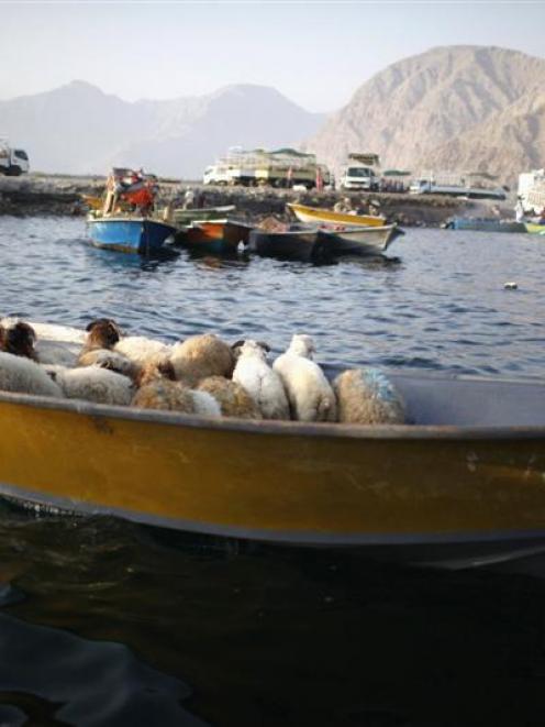 Iranians transport sheep in their boat at the Omani port of Khasab. Iranian boats and their ...