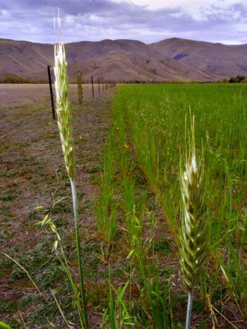 Irrigation has transformed parts of the Mackenzie Country, not pleasing everyone. Photo by Gerard...