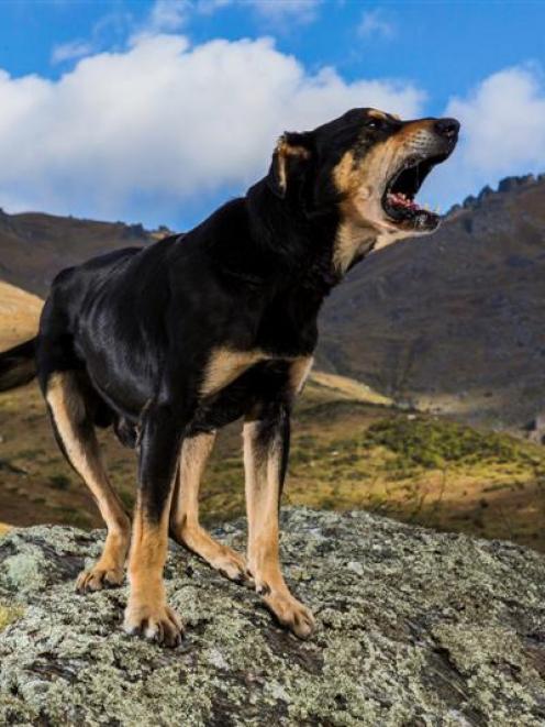 Jack Davis' working dog, Ned, puts  on a show for photographer Andrew Fladeboe  in the hills near...