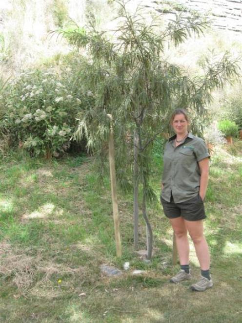 Jess Clark is the Department of Conservation's new Project Gold co-ordinator for the Wakatipu and...
