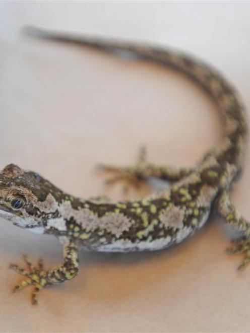 Jewelled gecko. Photo by Peter McIntosh.