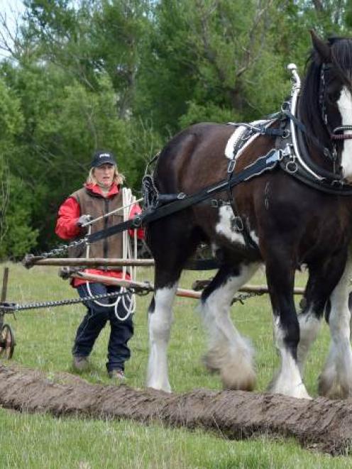 John Chynoweth and Sharon Chambers, both of Kakanui, and Clydesdale horses Flash (left) and Blue...