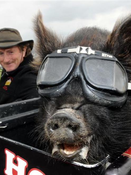 Jonah, a kunekune pig, takes a ride with Billy Black in Dunedin this week. Photo by Stephen...