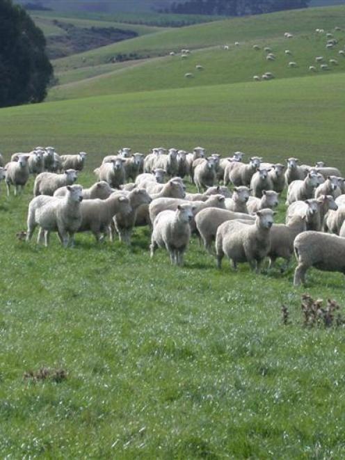 Jonathon Bennett has started condition scoring his ewes to assist with feed budgeting. Photo by...