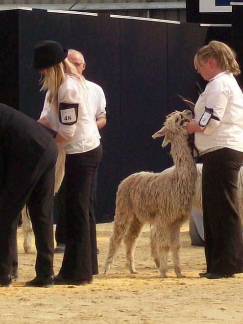 Judges survey suri alpacas at a past National Alpaca Expo in Christchurch. This year's event runs...