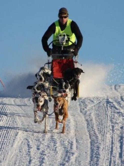 Julian Johnston, of Christchurch, runs his team of English pointers. The team won the six-dog...