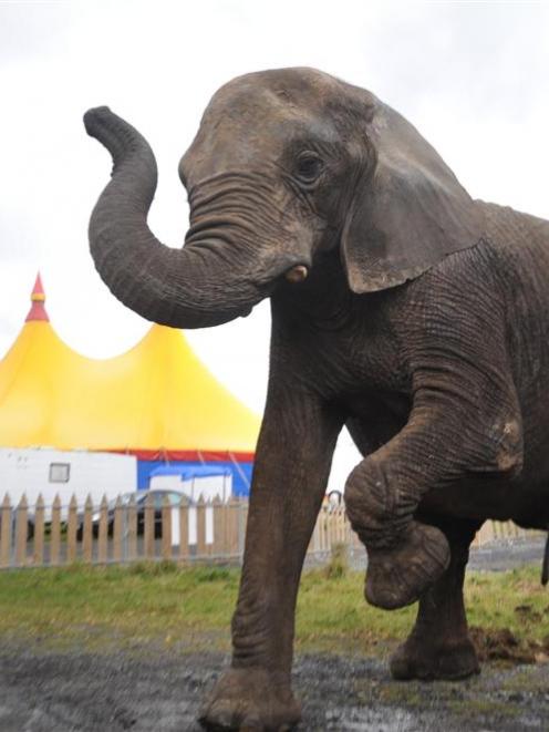 Jumbo the elephant was moved from the back of The Kensington pub yesterday, because she was...