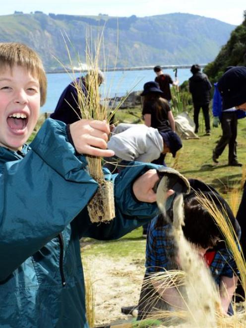 Justin Copson (11), of Arthur Street School in Dunedin, plants tussock at Pilots Beach, as part...