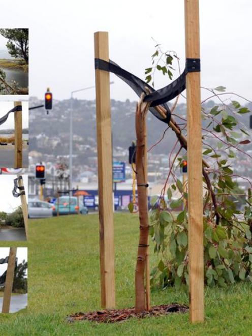 Juvenile gum trees planted along Dunedin's Portsmouth Dr which were targeted by vandals on Monday...