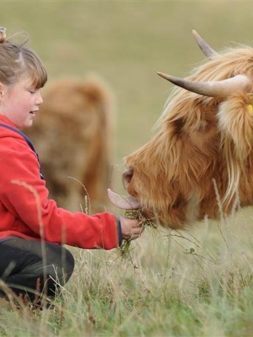 Kaitlyn Dreaver (8) feeds Katie at yesterday's Highland Cattle open-day. Photo by Peter McIntosh.