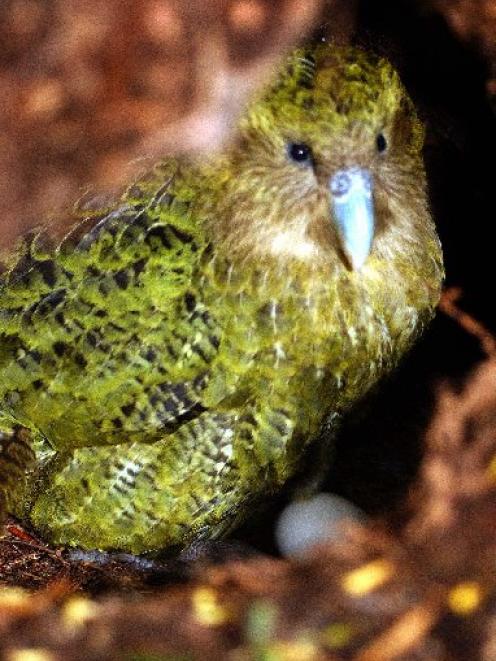 One of New Zealand's most endangered native birds. Photo by Stephen Jaquiery