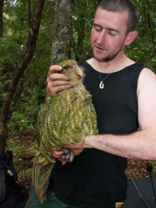 Kakapo recovery ranger Chris Birmingham with Rangi the male kakapo, last seen 21 years ago, who...