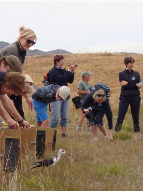 Kaki/black stilts are released in Tekapo. Photo supplied.