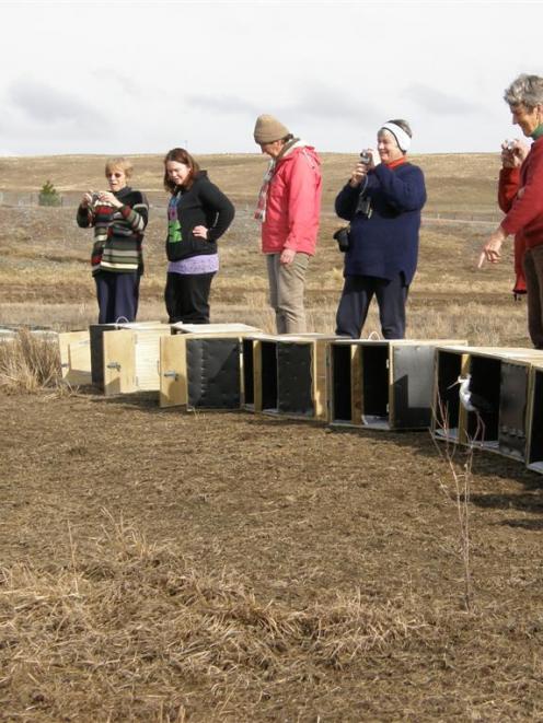 Kaki-black stilts are released yesterday near Lake Tekapo by the South Canterbury branch of...