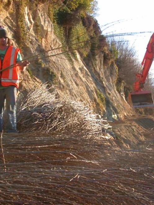 Kane Davidson places willow cuttings yesterday while a digger (background) is used to  stack...