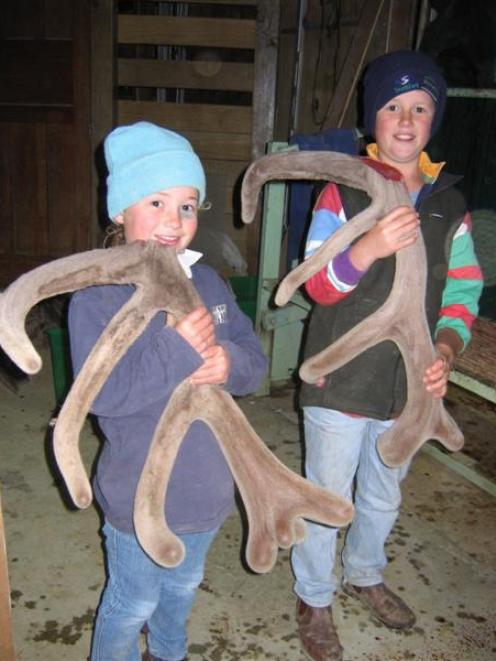 Kate (10) and Angus (12) Trimble take a keen interest in their parents' deer-farming operation.