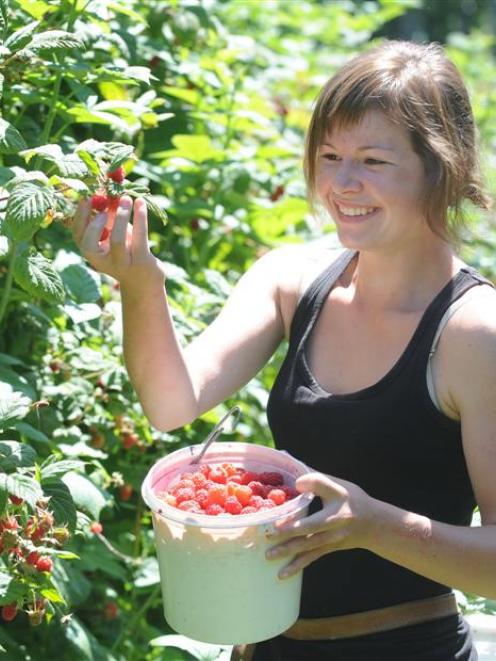 Kate Fowler (13), of Mosgiel, picks raspberries at McArthur's Berry Farm, Outram, yesterday....